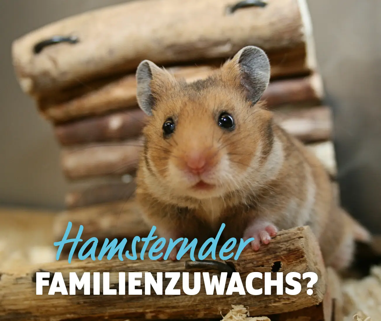 Erstausstattung Hamster