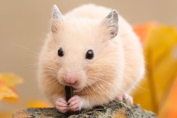 richtige Beschäftigung für Hamster