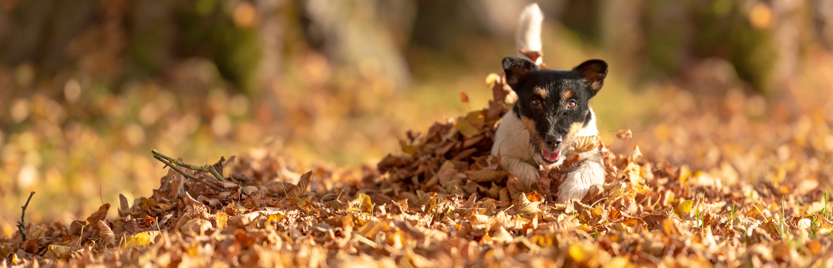 Herbsttipps: Ein Hund der im Laub tobt