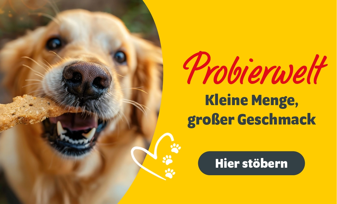 Probierwelt: Kleine Menge, großer Geschmack mit einem Hund, der einen Snack bekommt
