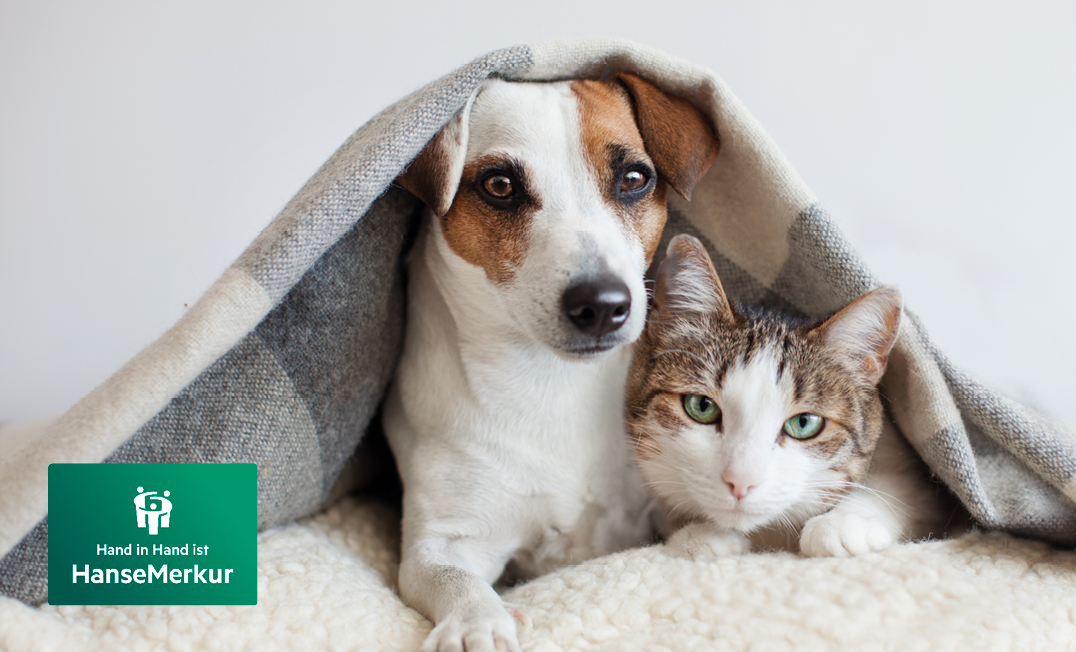 Tier-Krankenversicherung der HanseMerkur für Hunde und Katzen