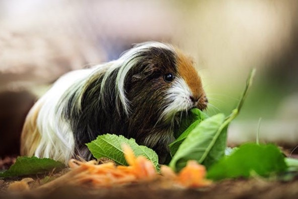 Gesunde Snacks für Meerschweinchen