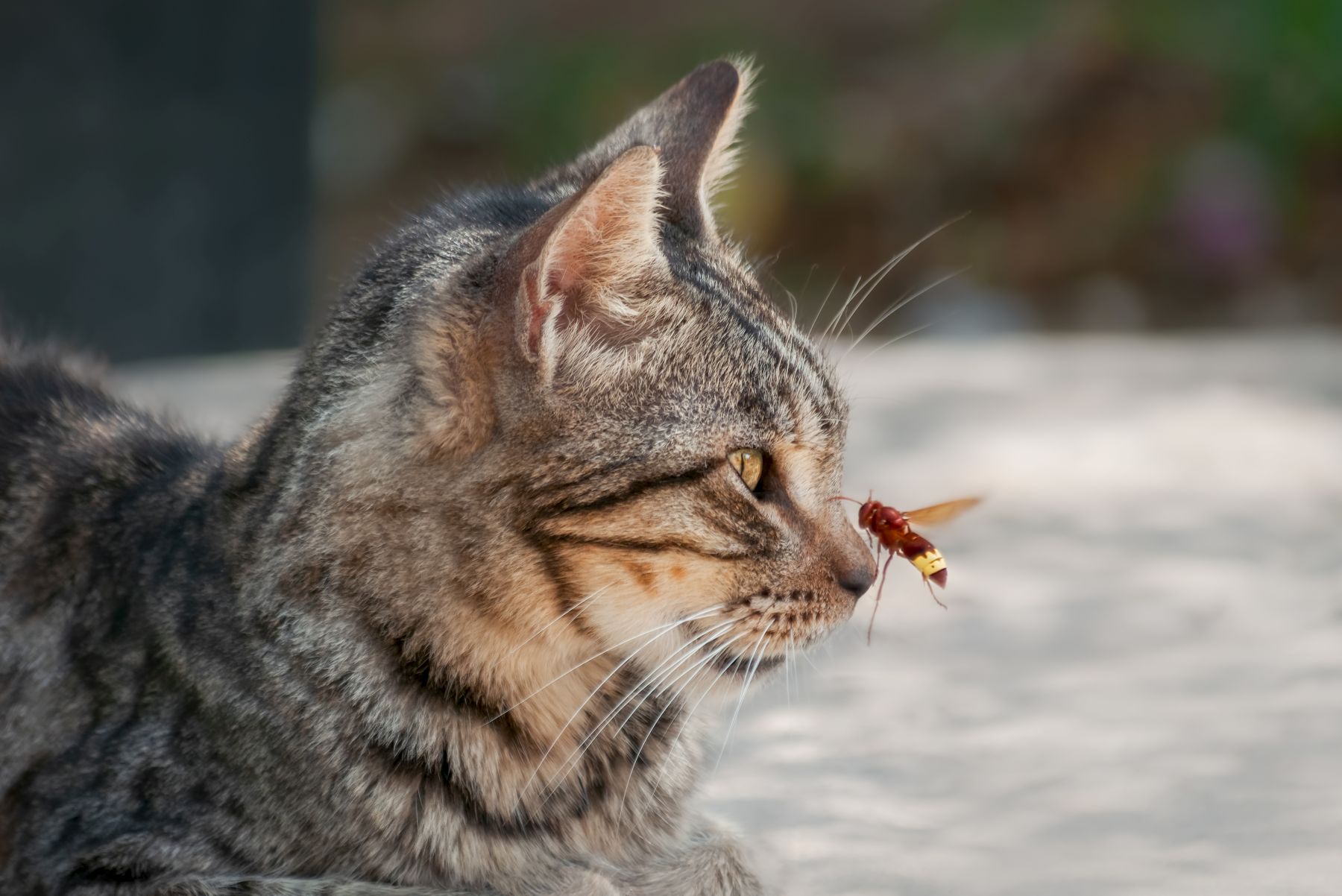 Hornisse fliegt auf eine Katzennase