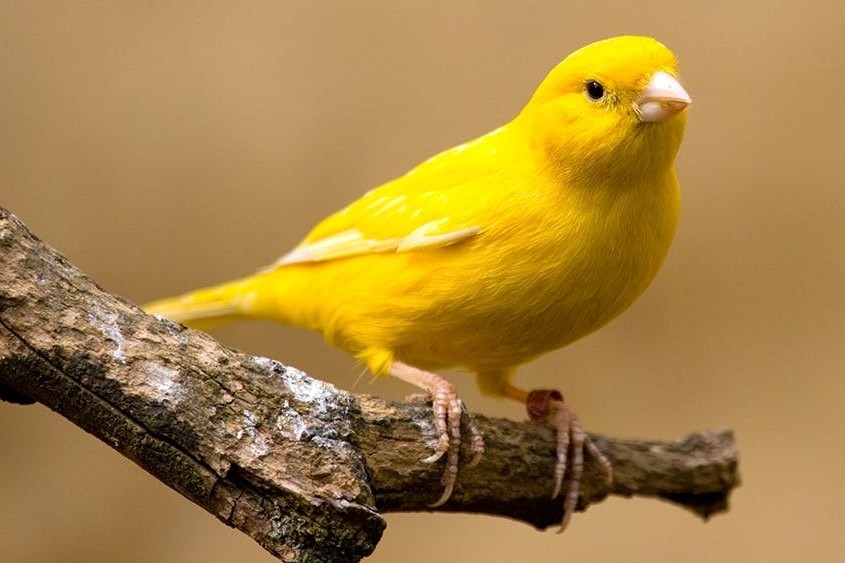 Kanarienvogel