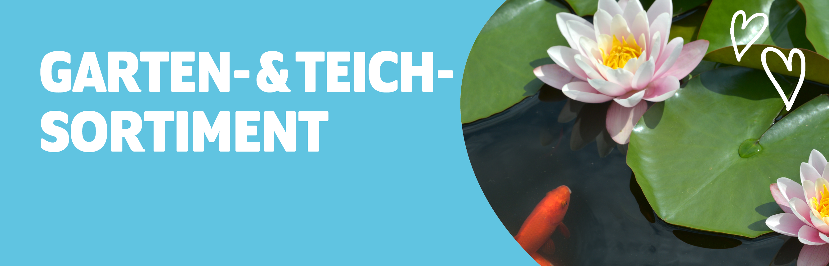 Garten- & Teichsortiment mit einem Koikarpfen und einer Seerose