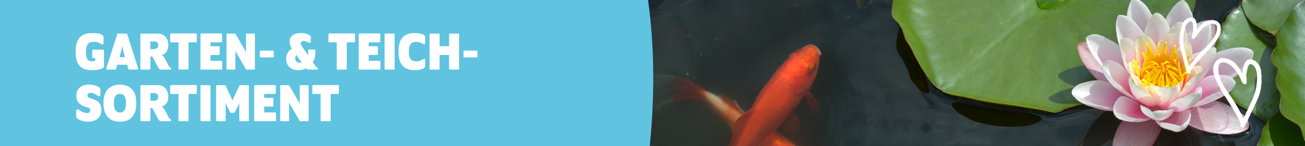 Garten- & Teichsortiment mit einem Koikarpfen und einer Seerose