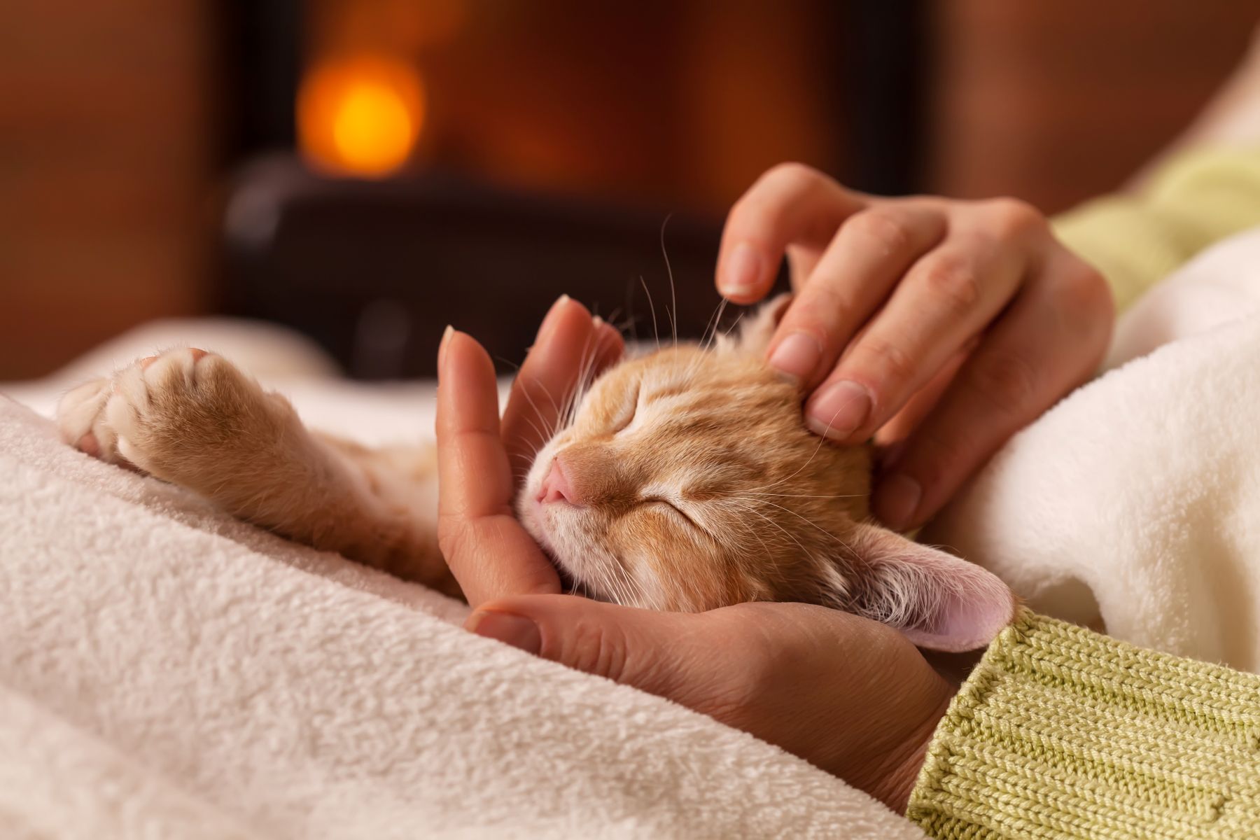 Katze schläft beim Streicheln auf Schoß