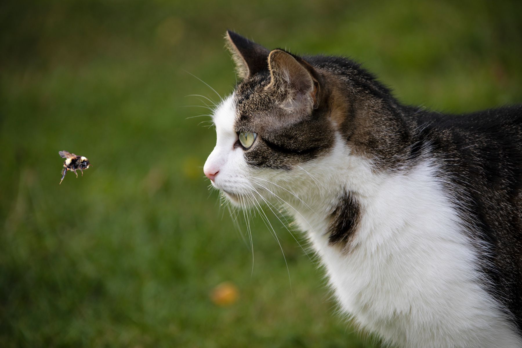 Bienen- und Wespenstich bei Katzen: Symptome & SOS-Tipps