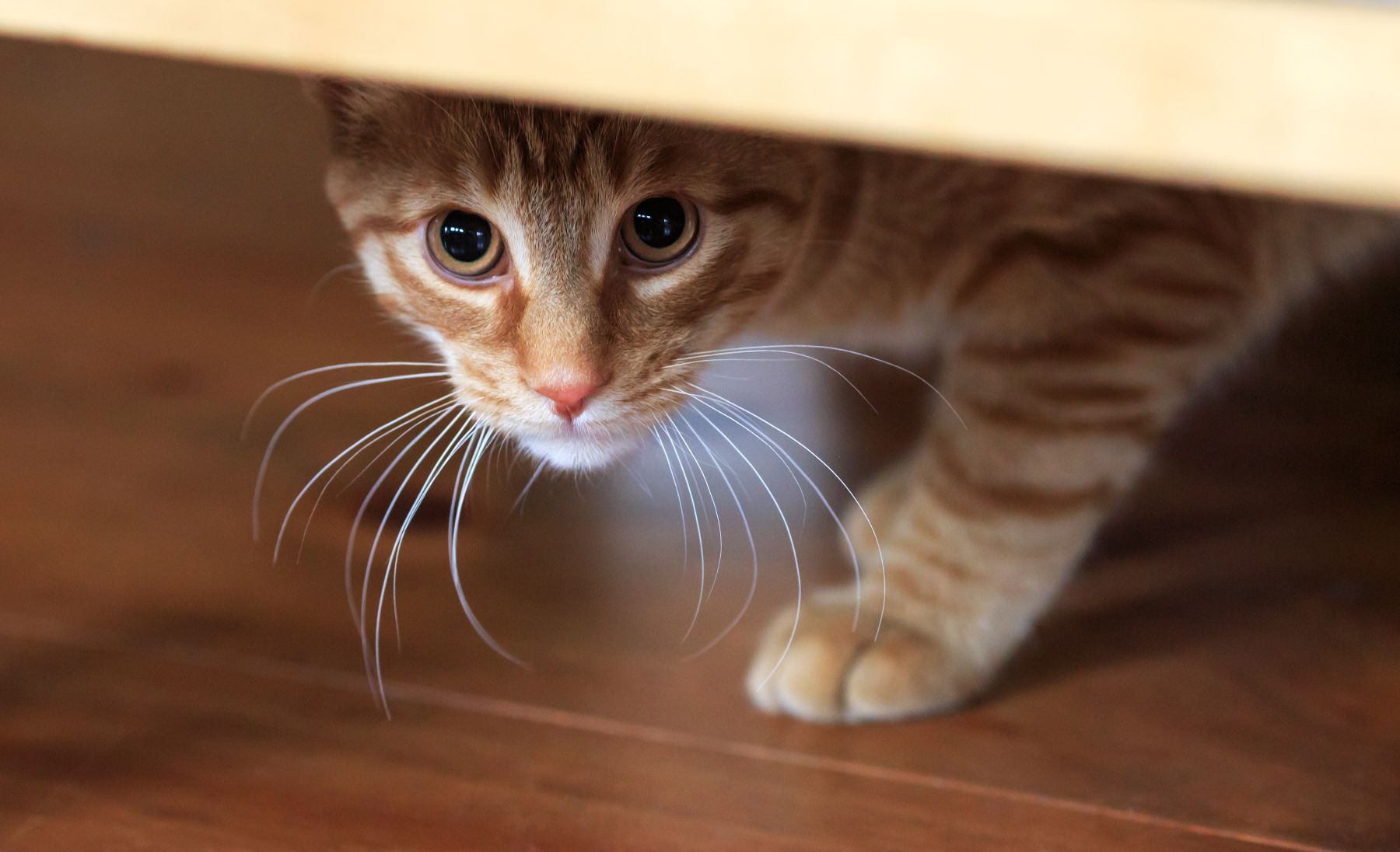 Katze versteckt sich unterm Schrank