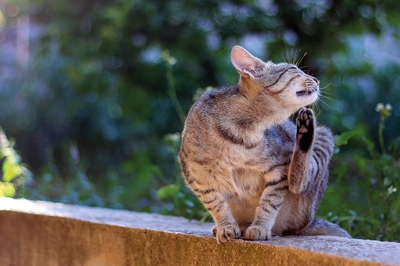 Katze im Garten kratzt sich