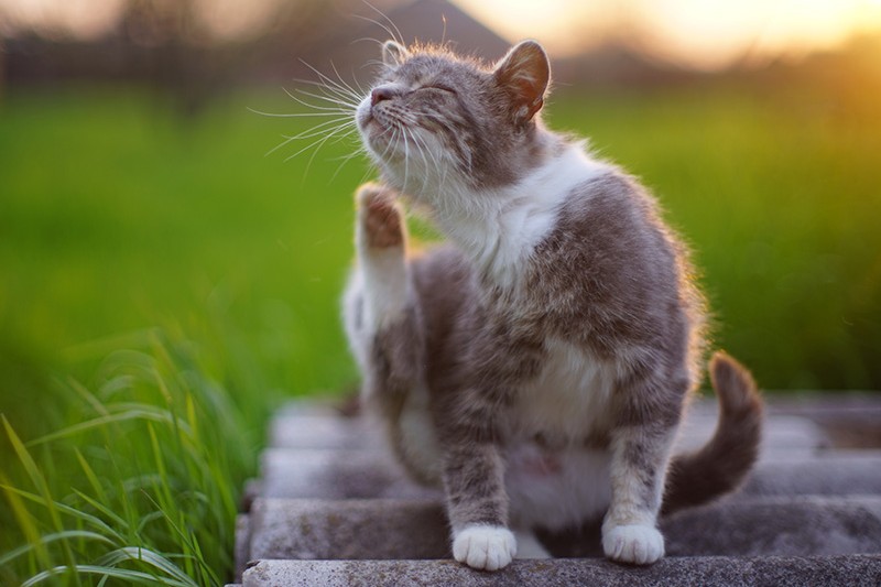 Katze kratzt sich