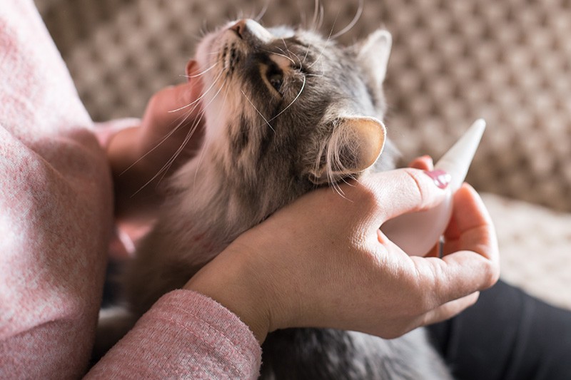 Zecken bei Katzen erkennen, entfernen & vorbeugen
