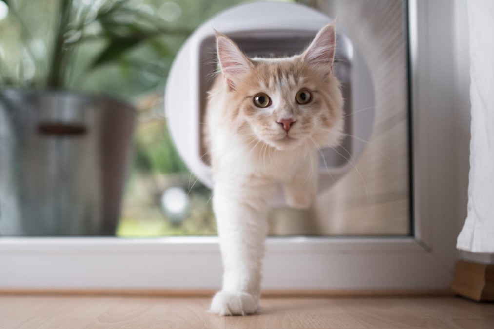 Freigänger Katze