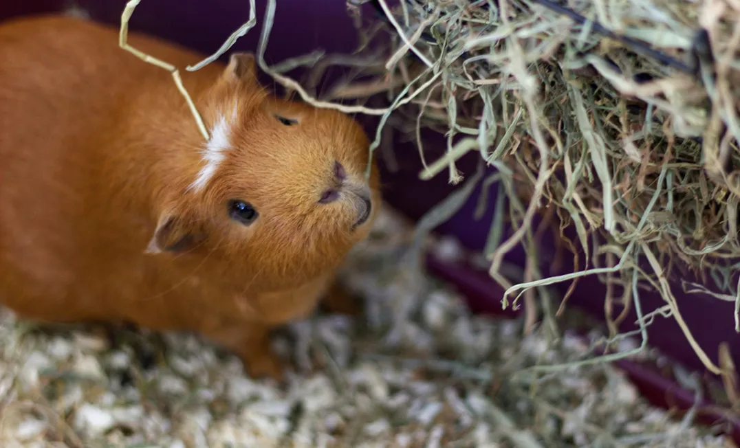 Keintier Angebote Einstreu