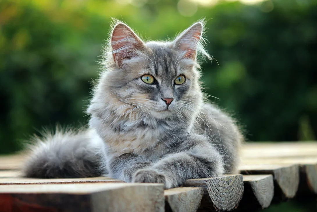 Katze liegt auf Holzsteg