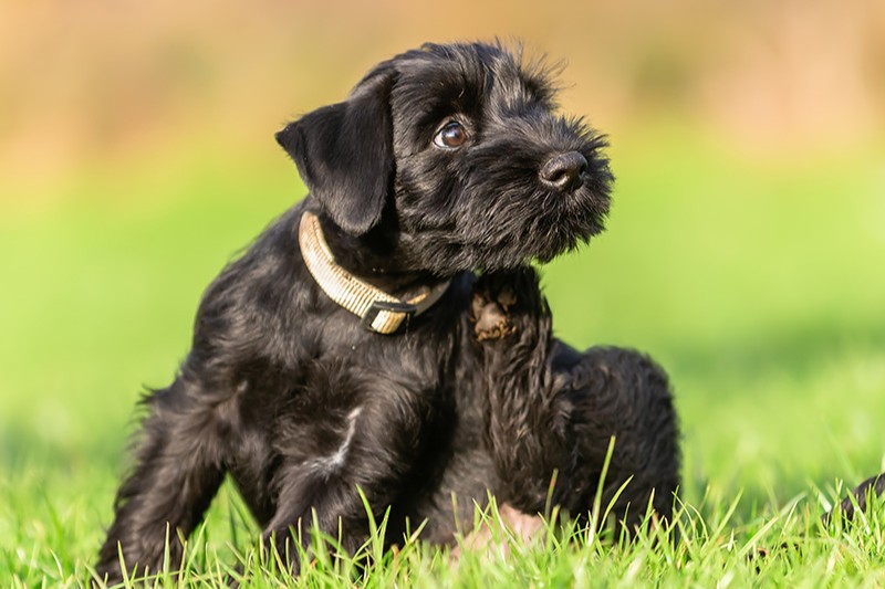 Wie Oft Muss Ein Erwachsener Hund Pipi Impfung beim Hund: Welche Impfungen benötigt Ihr Hund?