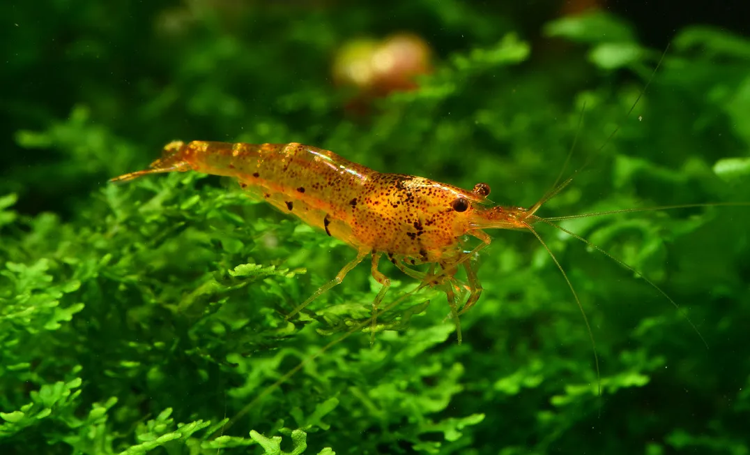 Garnelen in Osmosewasser