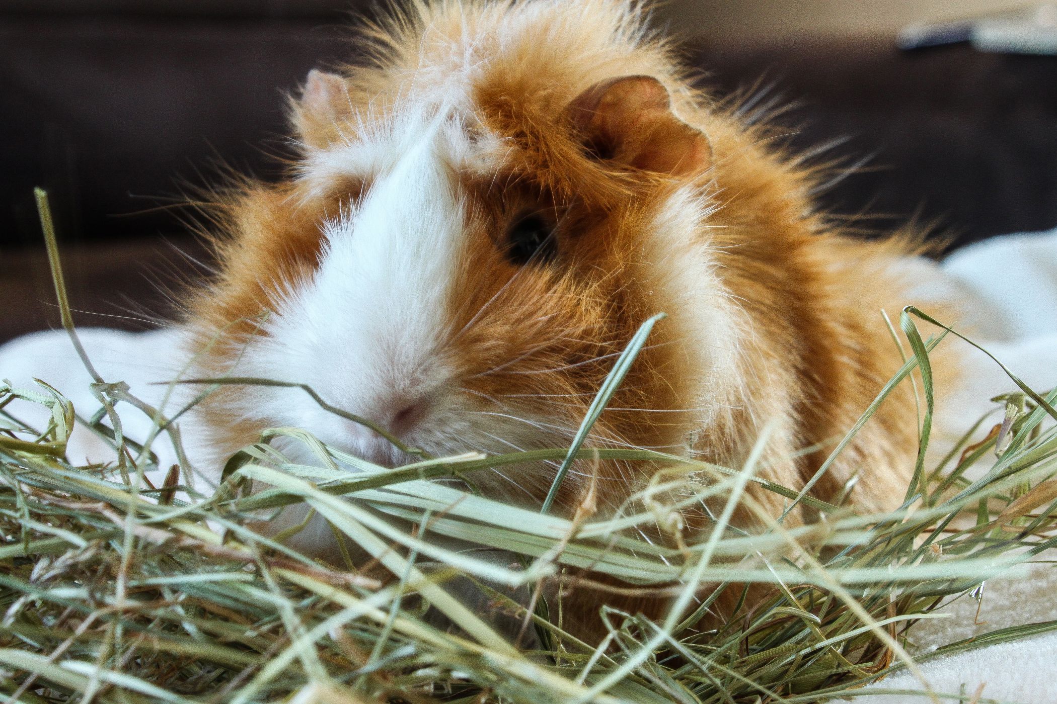 Zahnpflege & -gesundheit bei Meerschweinchen 