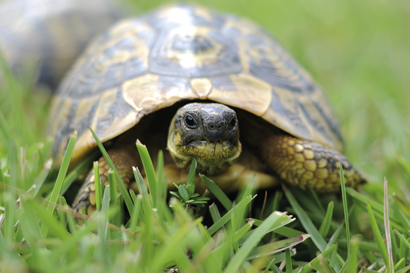 Winterschlaf bei Schildkröten