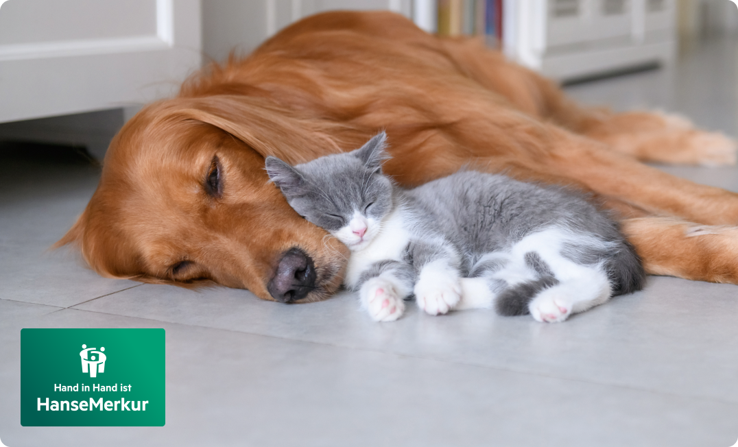 Tierkrankenversicherung von der Hanse Merkur