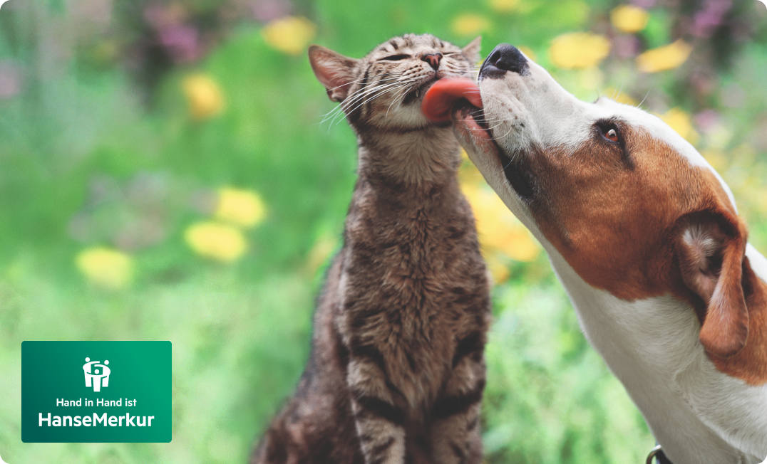 Tier-Op-Versicherung von der Hansemerkur