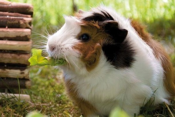 Frischfutter für Meerschweinchen