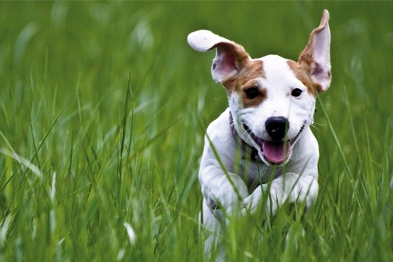 Zeckenschutz für Hunde