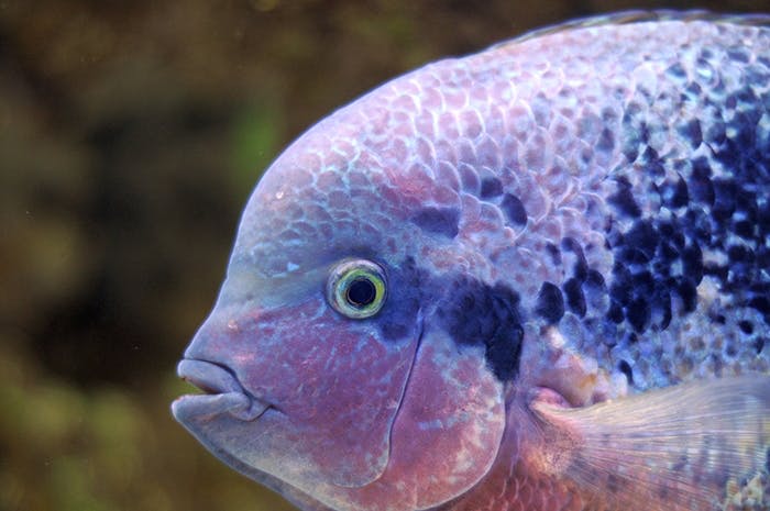 Die Sinne der Fische