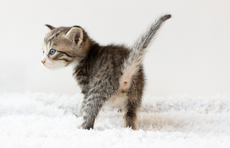 Wie oft muss eine Katze entwurmt werden?