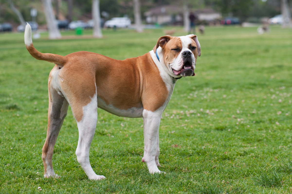 American Bulldog Seitenportrait