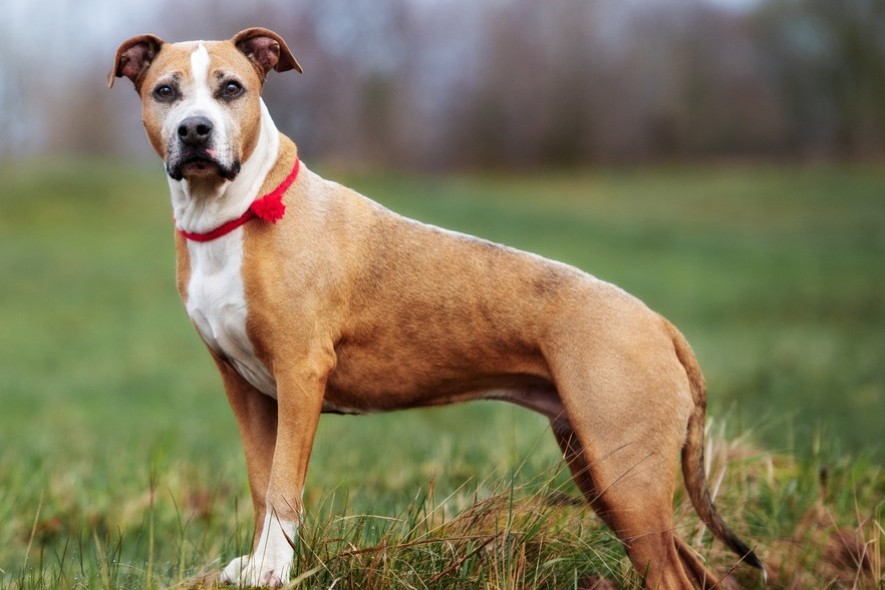 American Pit Bull Terrier