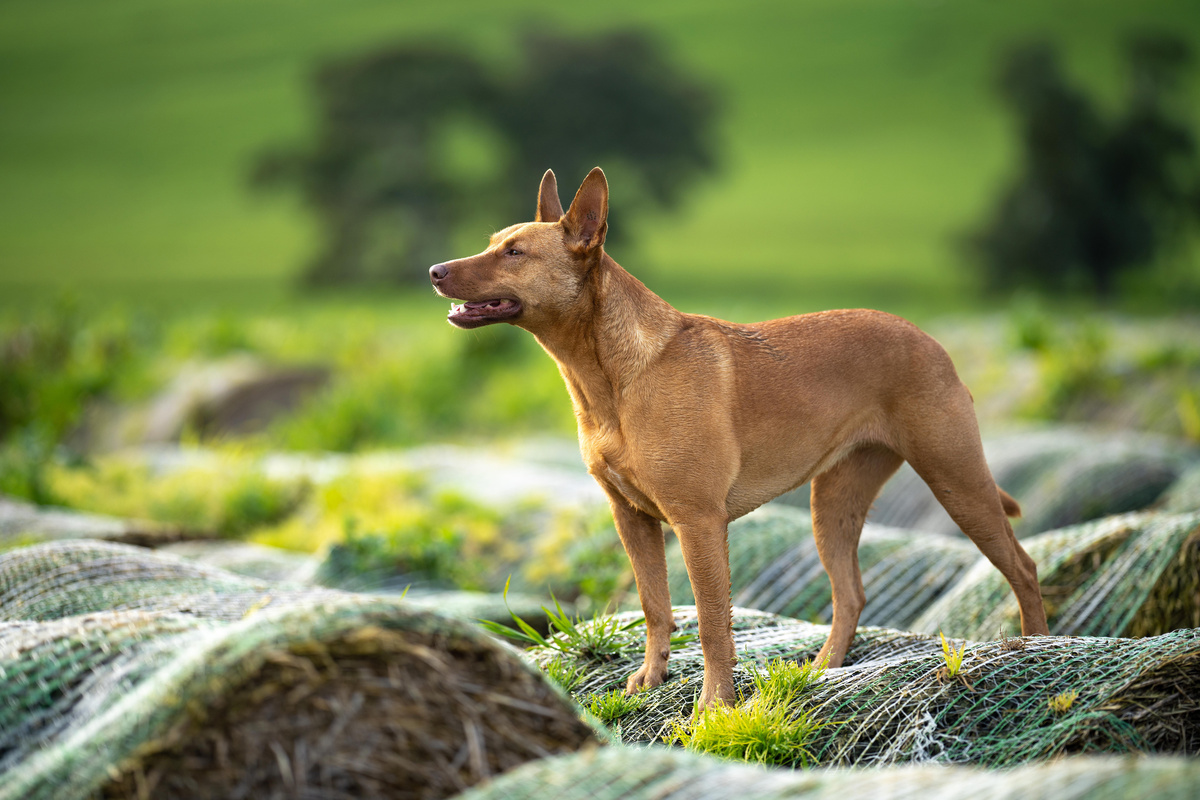 Australian Kelpie