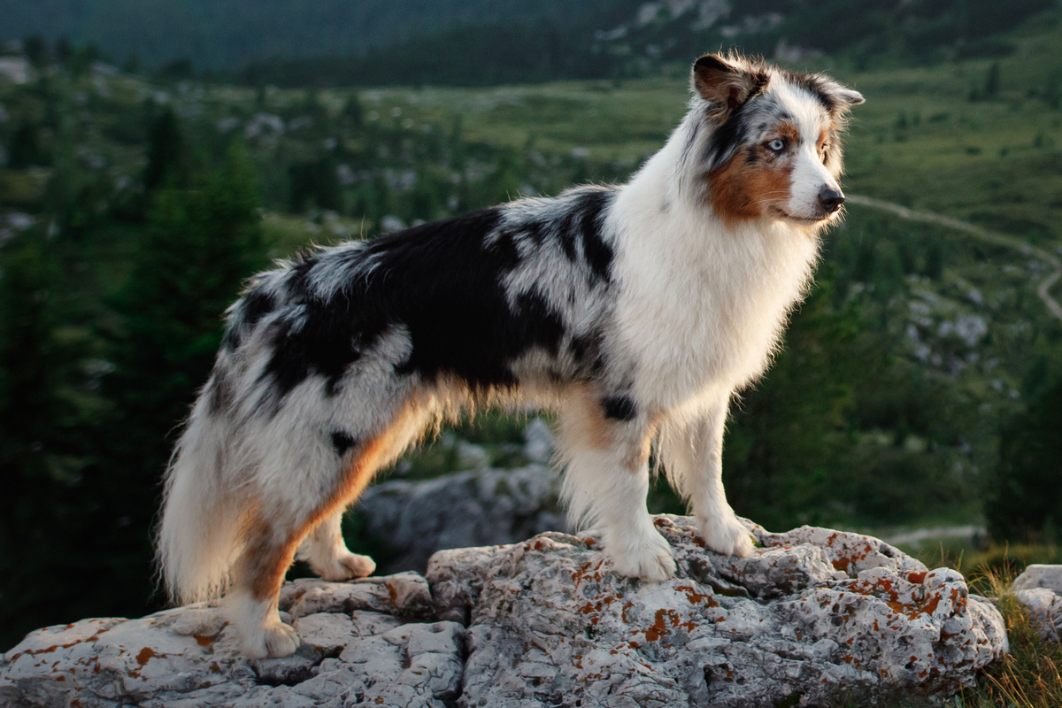Australian Shepherd Seitenportrait