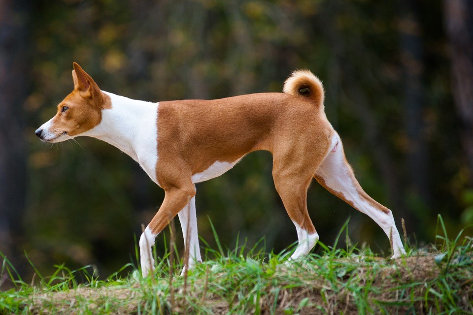 Basenji