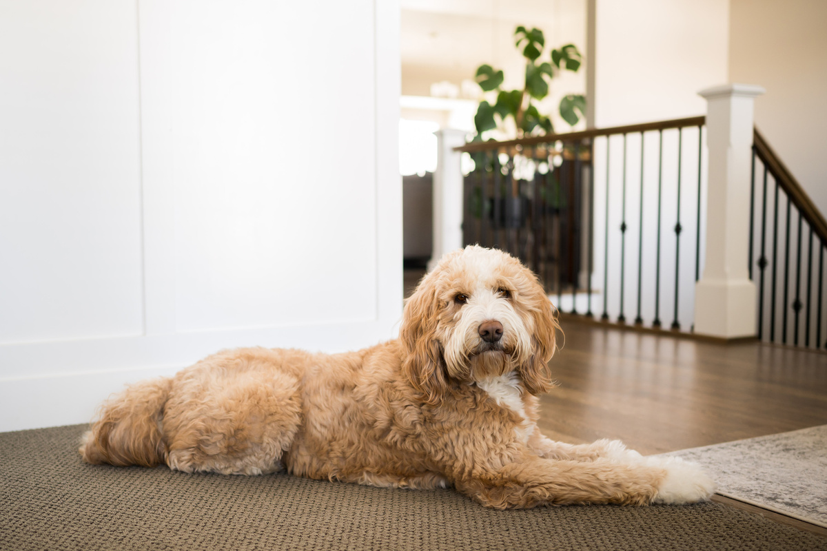 Bernedoodle