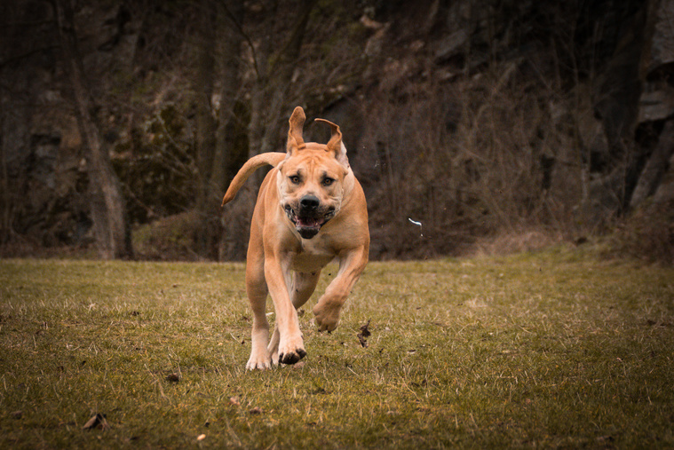 Ernährung und geeignetes Futter für den Boerboel