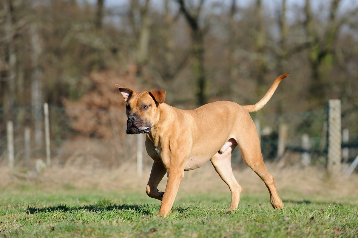 Boerboel