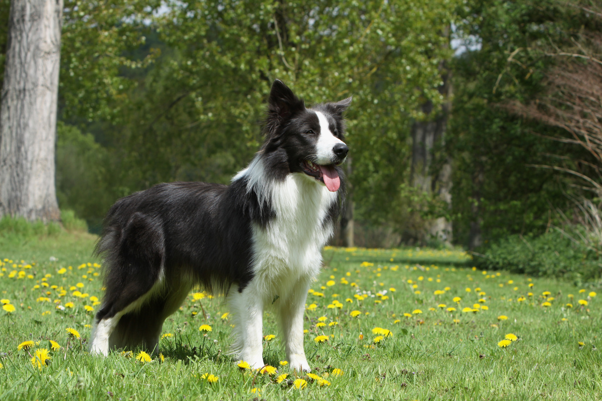Border Collie