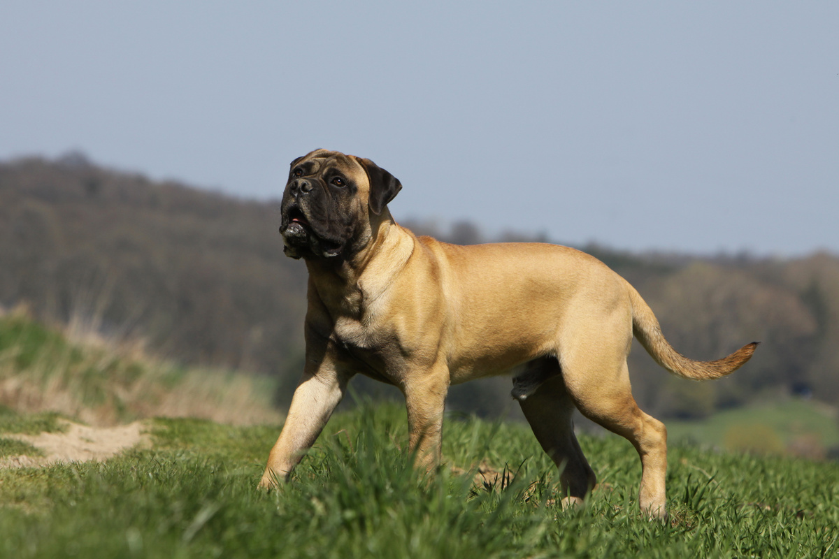 Bullmastiff