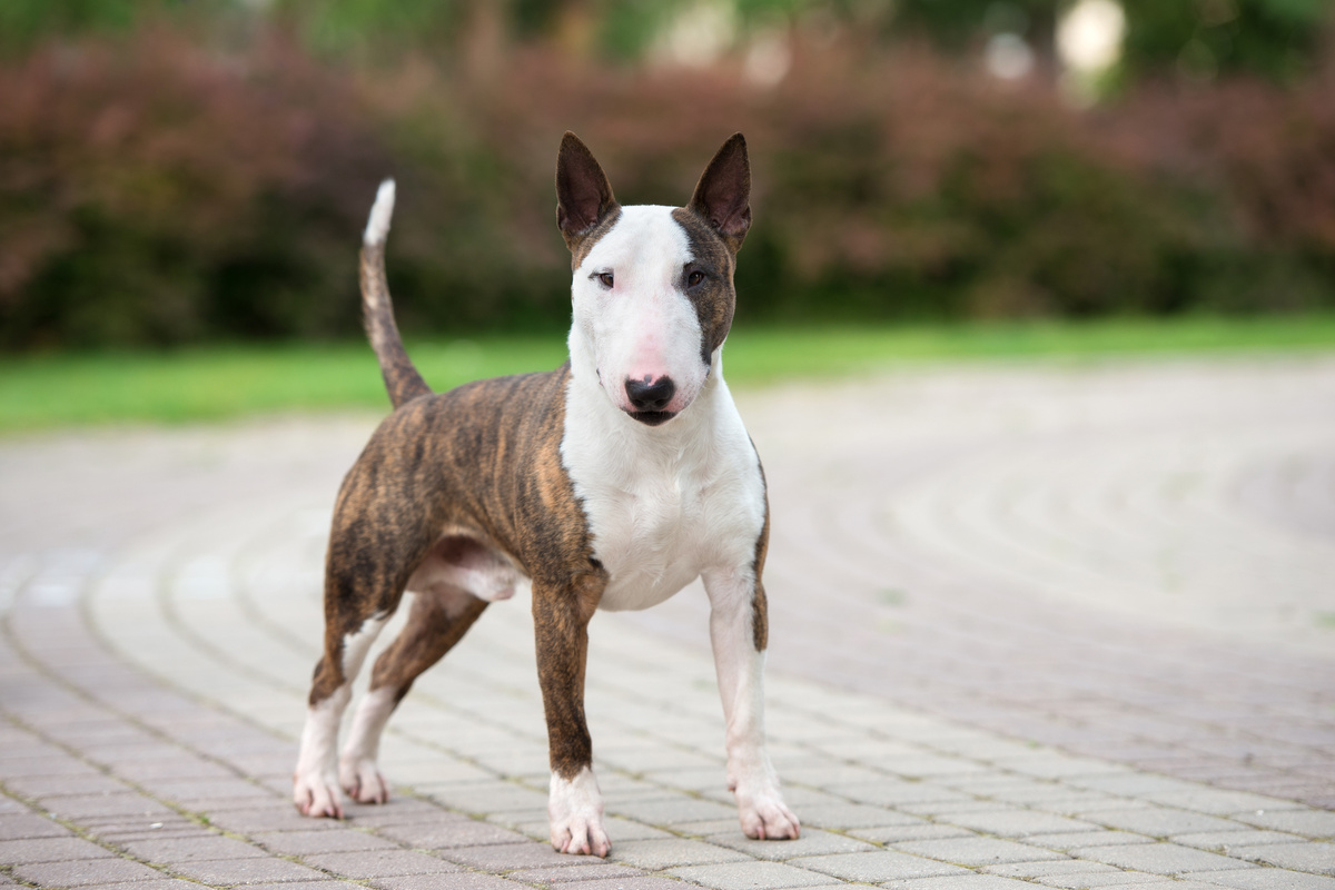 Bullterrier