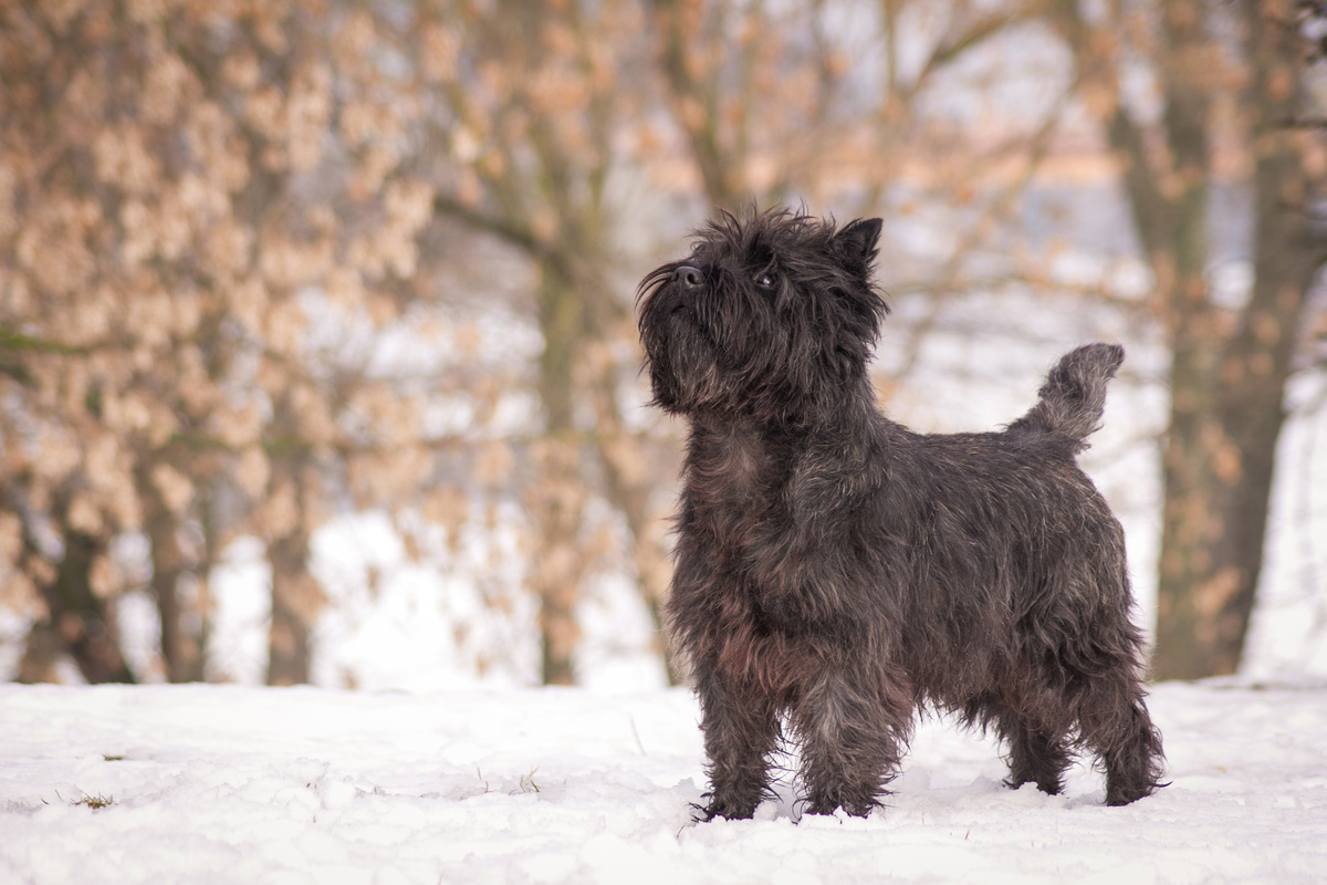 Cairn Terrier