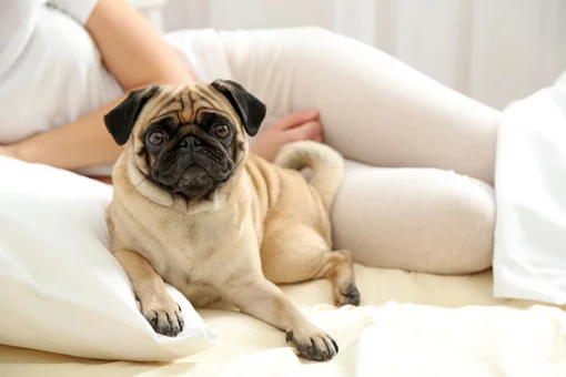 Mops – der Entspannte