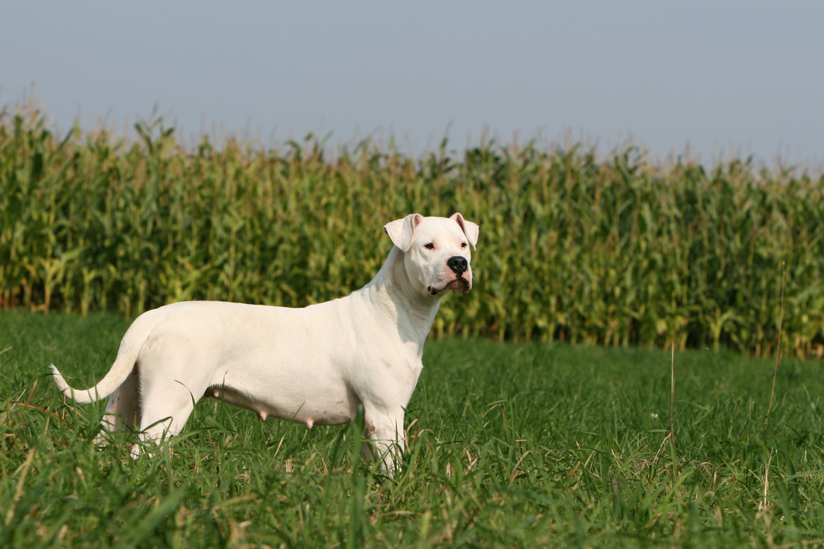 Dogo Argentino