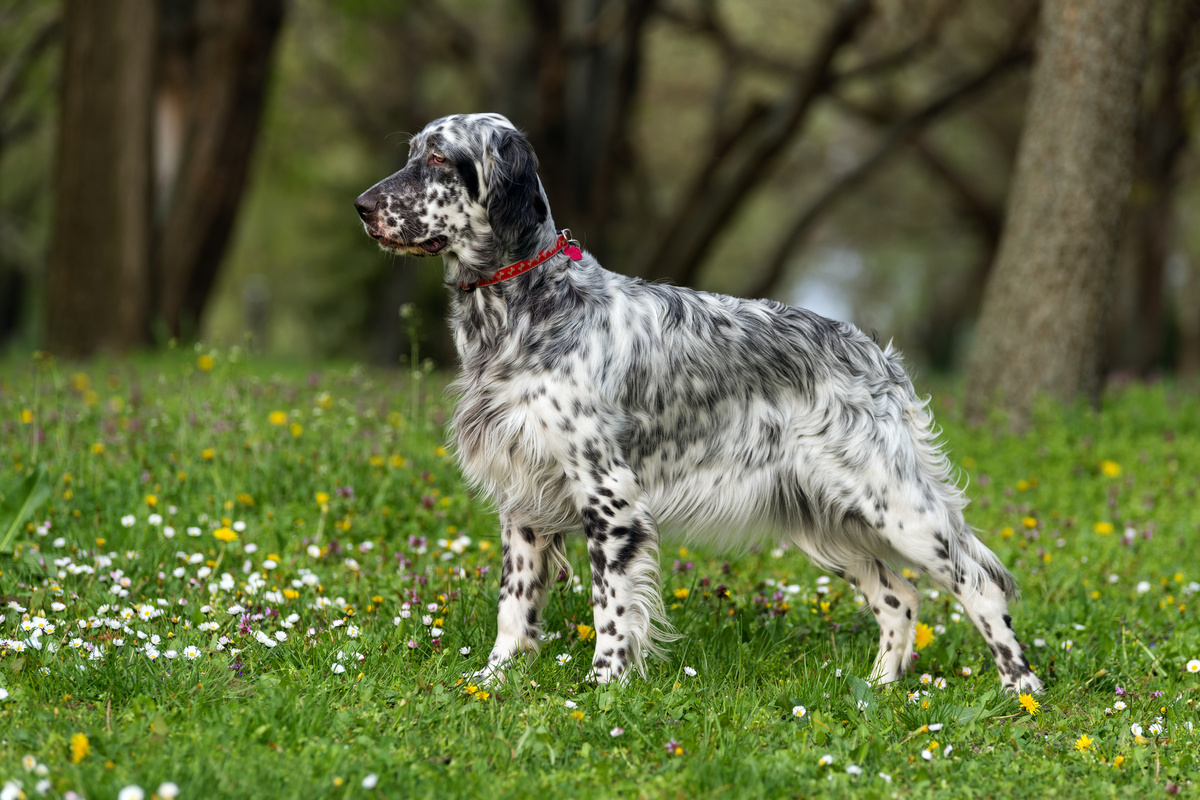 English_Setter_Portrait