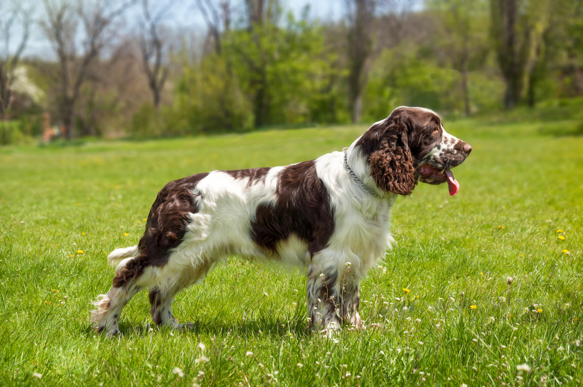English Springer Spaniel