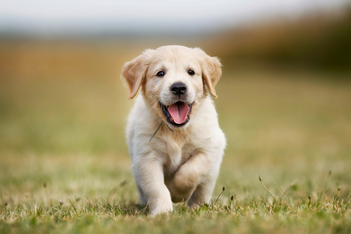 Golden Retriever Welpe