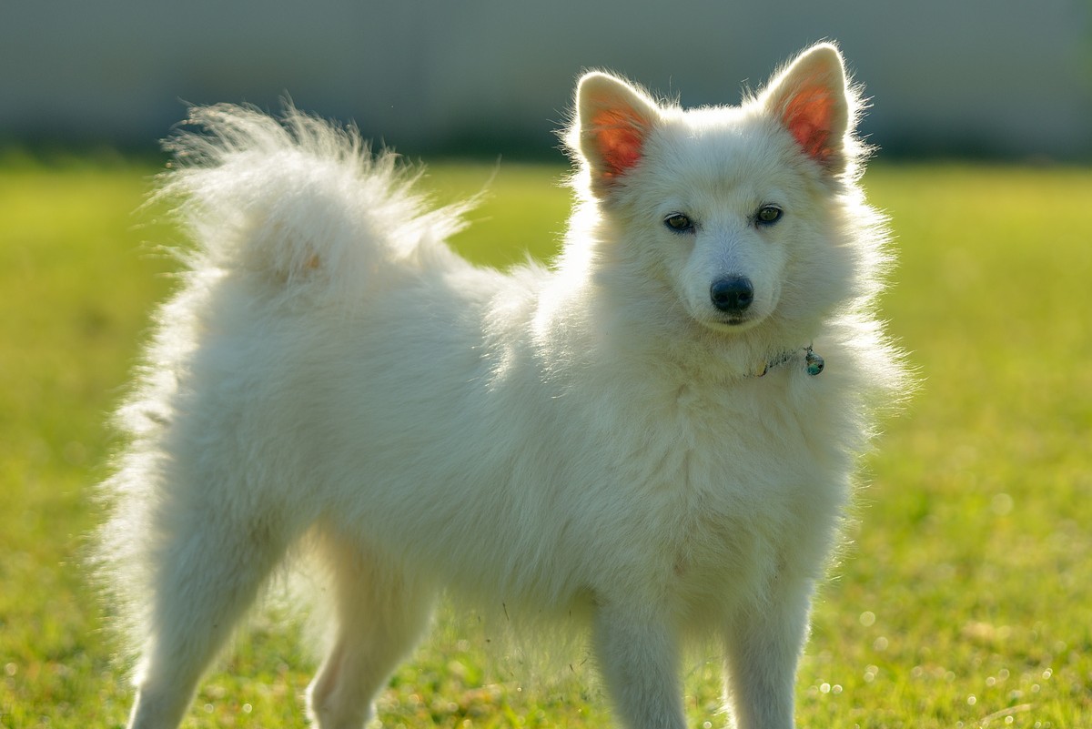 Großspitz