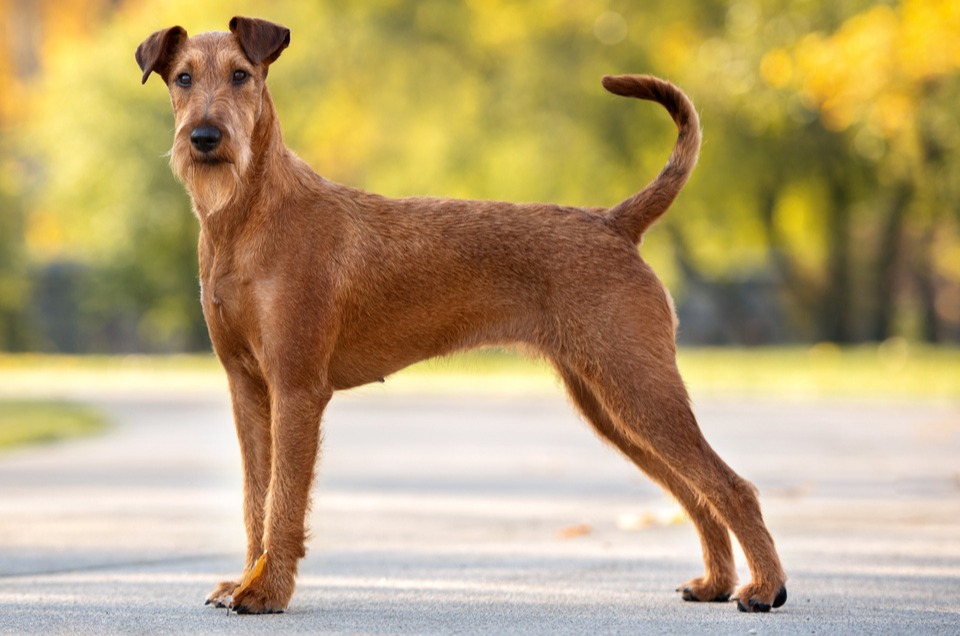 Irish Terrier