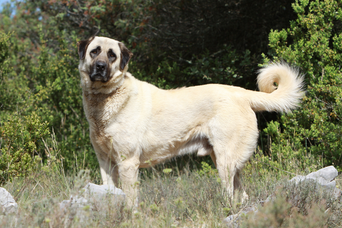 Kangal Seitenportrait