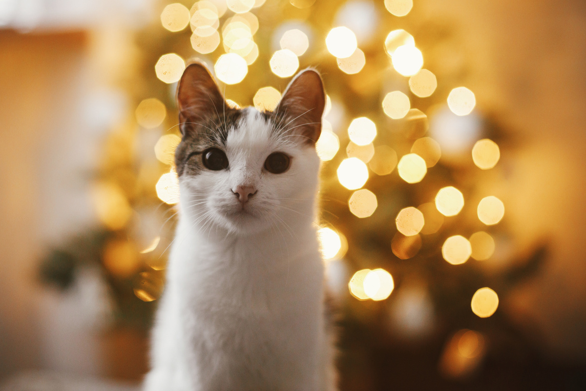 Weihnachten mit Katze